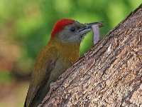 Olyfspeg 40  Gryskopspeg - Olive Woodpecker